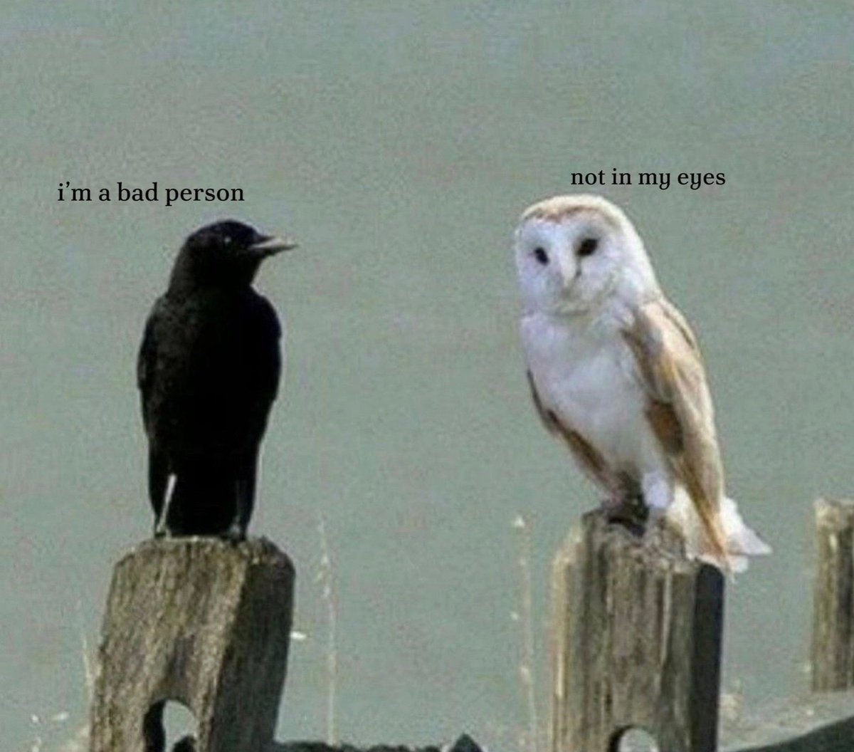 yal11sha's tweet image. Dare I say Zane and Vylad
( Reasons why I draw them having bird features)

#zaneromeave #vyladromeave #siblingscore #romeavefamily