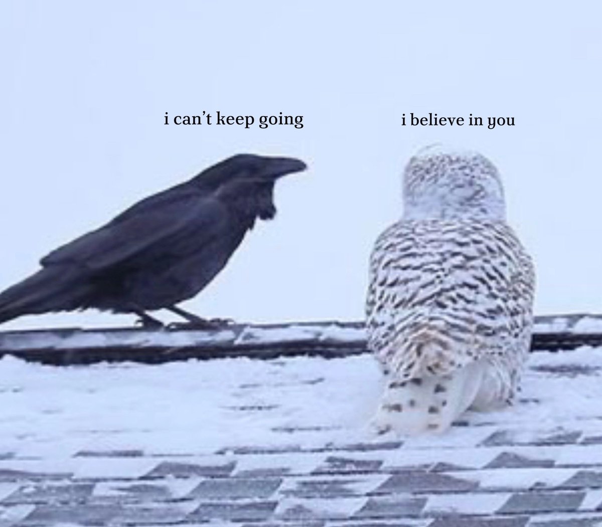 yal11sha's tweet image. Dare I say Zane and Vylad
( Reasons why I draw them having bird features)

#zaneromeave #vyladromeave #siblingscore #romeavefamily