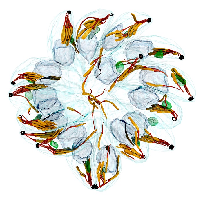 PLOS Biology (@plosbiology) on Twitter photo Secretion of #rhoptry factors is essential for invasion by #Apicomplexan #parasites. <a href="/RouaaBc/">Rouaa BC</a> <a href="/gaelle_lentini/">Lentini Lab</a> <a href="/SoldatiLabToxo/">Soldati Lab</a> &co identify #Toxoplasma RDF3 as crucial for invasion, priming microtubule-associated vesicles for rhoptry discharge #PLOSBiology plos.io/3Z4bbNx Secretion of #rhoptry factors is essential for invasion by #Apicomplexan #parasites. <a href="/RouaaBc/">Rouaa BC</a> <a href="/gaelle_lentini/">Lentini Lab</a> <a href="/SoldatiLabToxo/">Soldati Lab</a> &co identify #Toxoplasma RDF3 as crucial for invasion, priming microtubule-associated vesicles for rhoptry discharge #PLOSBiology plos.io/3Z4bbNx