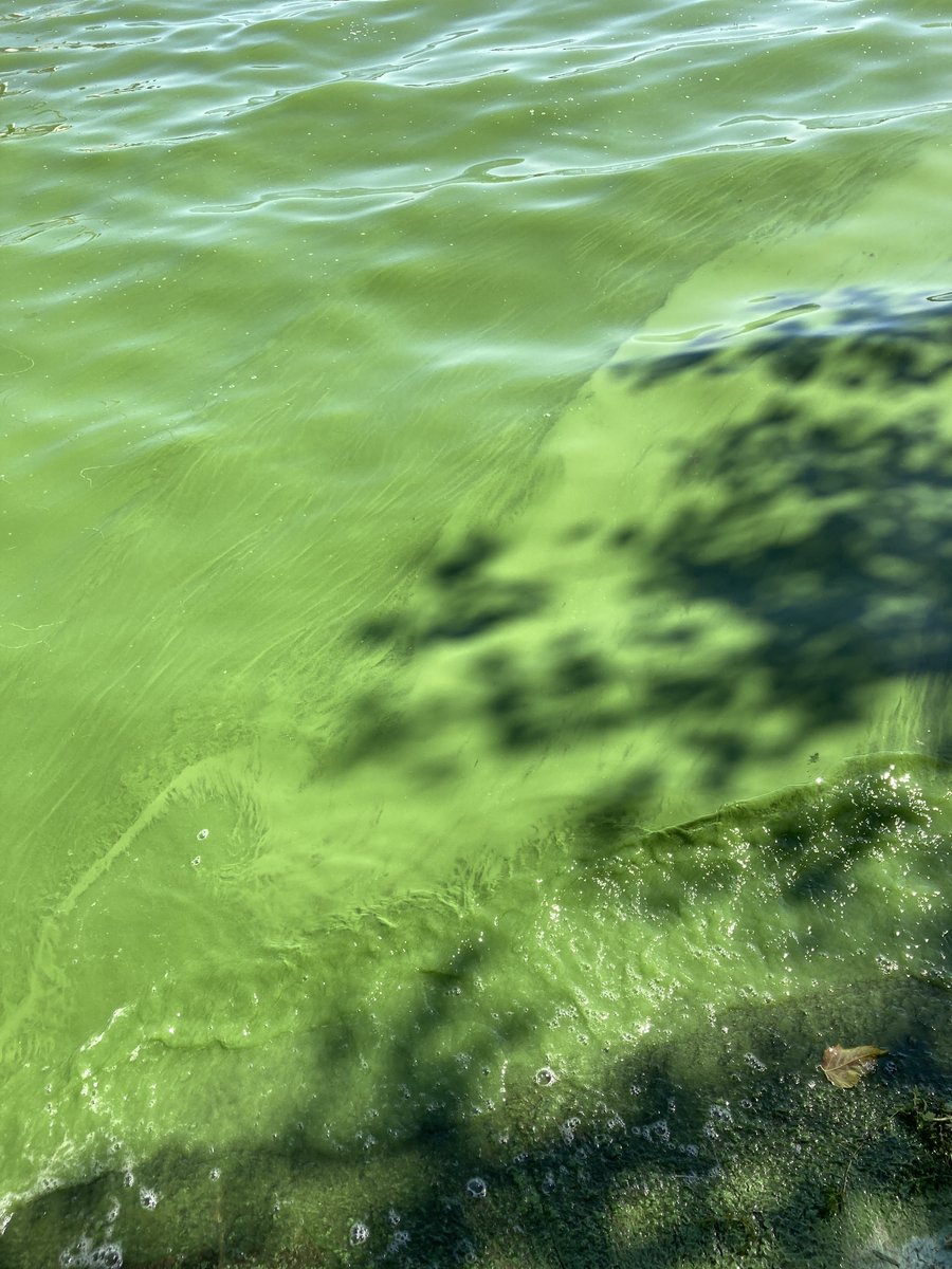 pixeltransfer's tweet photo. #Klimaaktivisten oder #Klimaterroristen – woher kommt das schöne Grün ? #Algenpest #Blaualgen ? https://t.co/dZUtYMMeNU