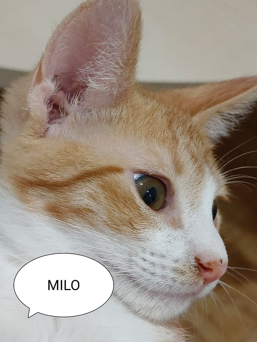 Solopar53137293's tweet image. Sols difonc!
Peques en adopció responsable. Balaguer, Lleida. Poden viatjar!
Busquem per ells adopcions conjuntes o una casa on puguin tenir un compi felí🫂

Escriviu WHATSSAP  al 611 262013

#adopta #XarxaCatalunyaAdopcions #gatsdeponent #XarxaBarcelonaAdopcions #FemXarxa