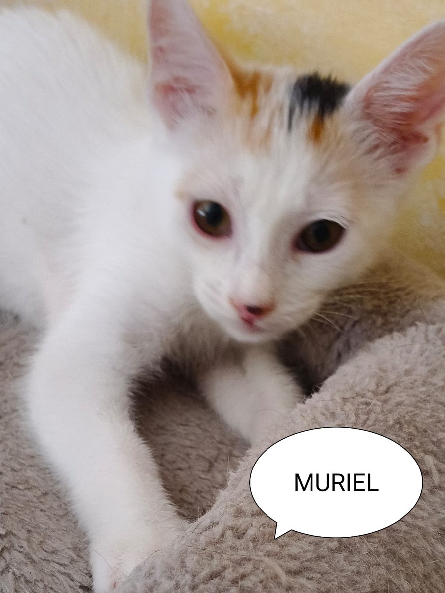 Solopar53137293's tweet image. Sols difonc!
Peques en adopció responsable. Balaguer, Lleida. Poden viatjar!
Busquem per ells adopcions conjuntes o una casa on puguin tenir un compi felí🫂

Escriviu WHATSSAP  al 611 262013

#adopta #XarxaCatalunyaAdopcions #gatsdeponent #XarxaBarcelonaAdopcions #FemXarxa