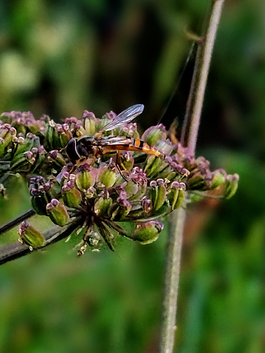 ThiChaplain's tweet image. Un peu flou car c'est un #agrandissement. J'avais que le #smartphone hier soir, bon pas de #papillon mais des #syrphides (tant que c'est pas des #Sylphides qui envahissent la #galaxie, pour ceux qui ont plus de 40ans) en pagaille à côté du canal de Nantes à Brest