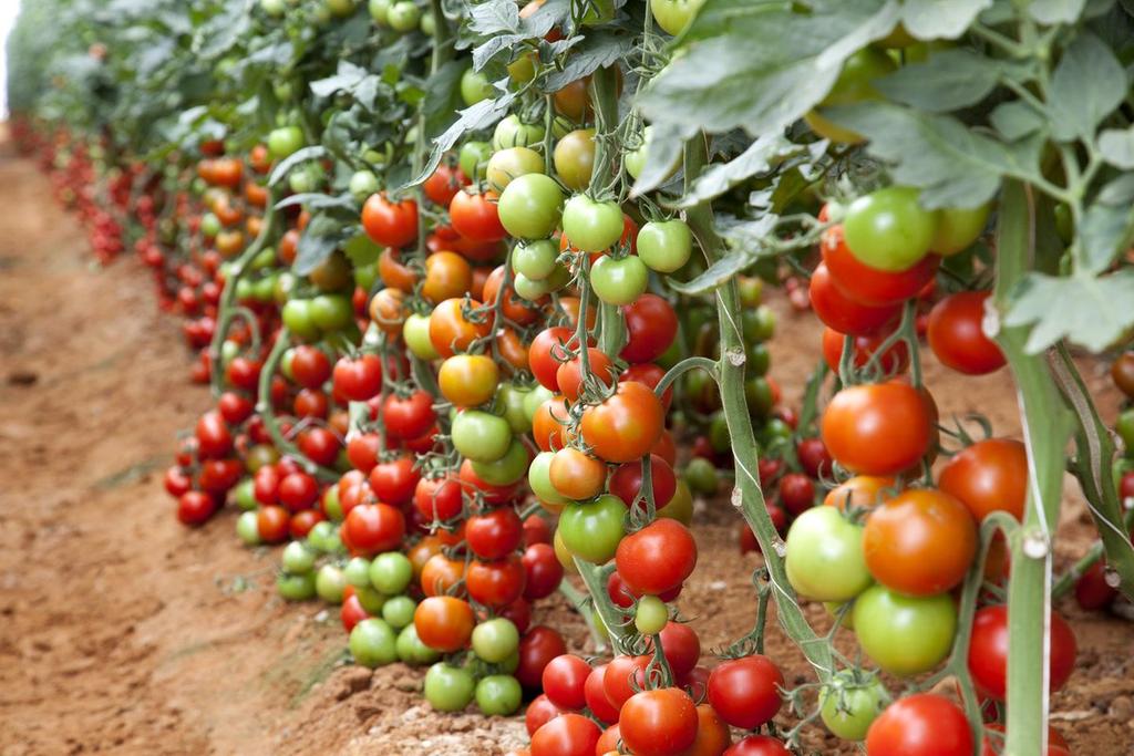 Agriculfuture's tweet image. If you are interested in tomato modern farming like and repost so that we can guide you.