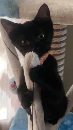purrsleigh's tweet photo. Here’s a #throwback kitty photo of our tiny little bat Sabrina. This is when we should’ve known she’d be a crazy cat. Hope everyone has a great day. #cats #CatsOfTwitter #throwthursday #thursdaymorning https://t.co/tAdRo6U1im