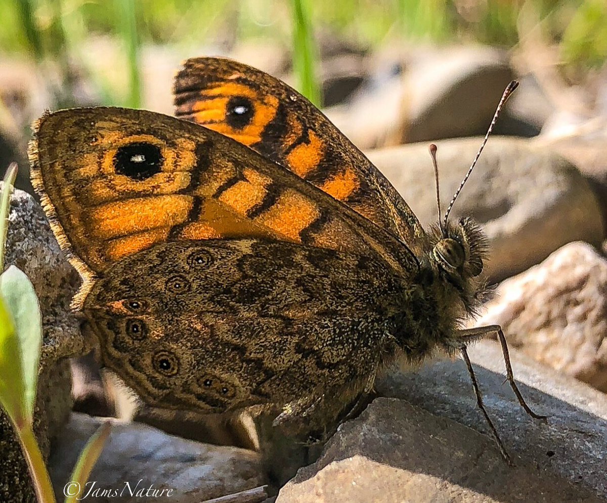 JamsNature tweet media