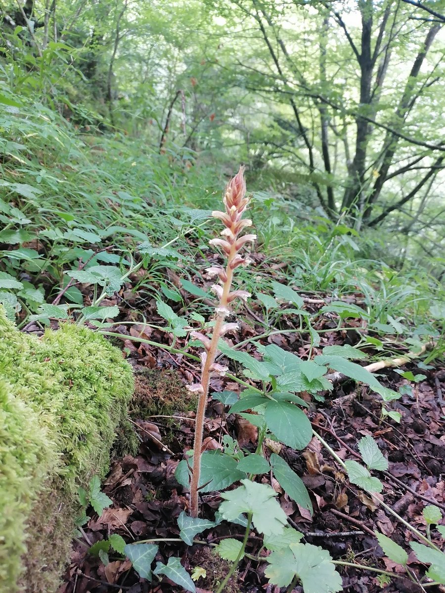 Orobanche hederae, planta parásita de la hiedra 🌿 Se trata de una holoparásita, siendo totalmente dependiente de su huésped para vivir. Poseen un órgano llamado haustorio a través del cual se unen a las raíces de su planta huésped.

📷 Valle del Nansa, Cantabria
