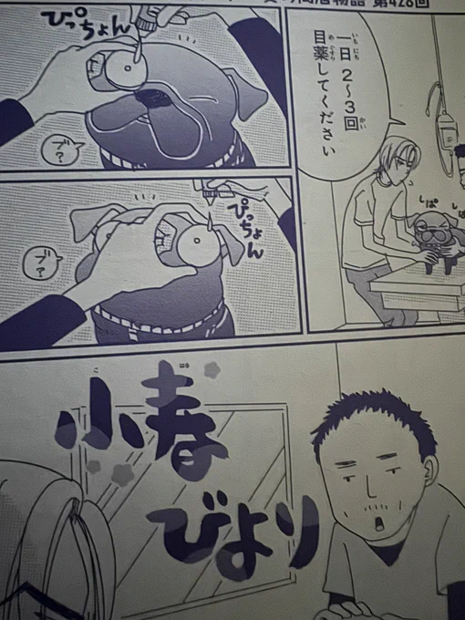別冊フレンド発売しておりました!
小春びよりは目薬ぴっちょんなお話です。ちなみにウチのお茶目は絶対目薬させてくれません…! 