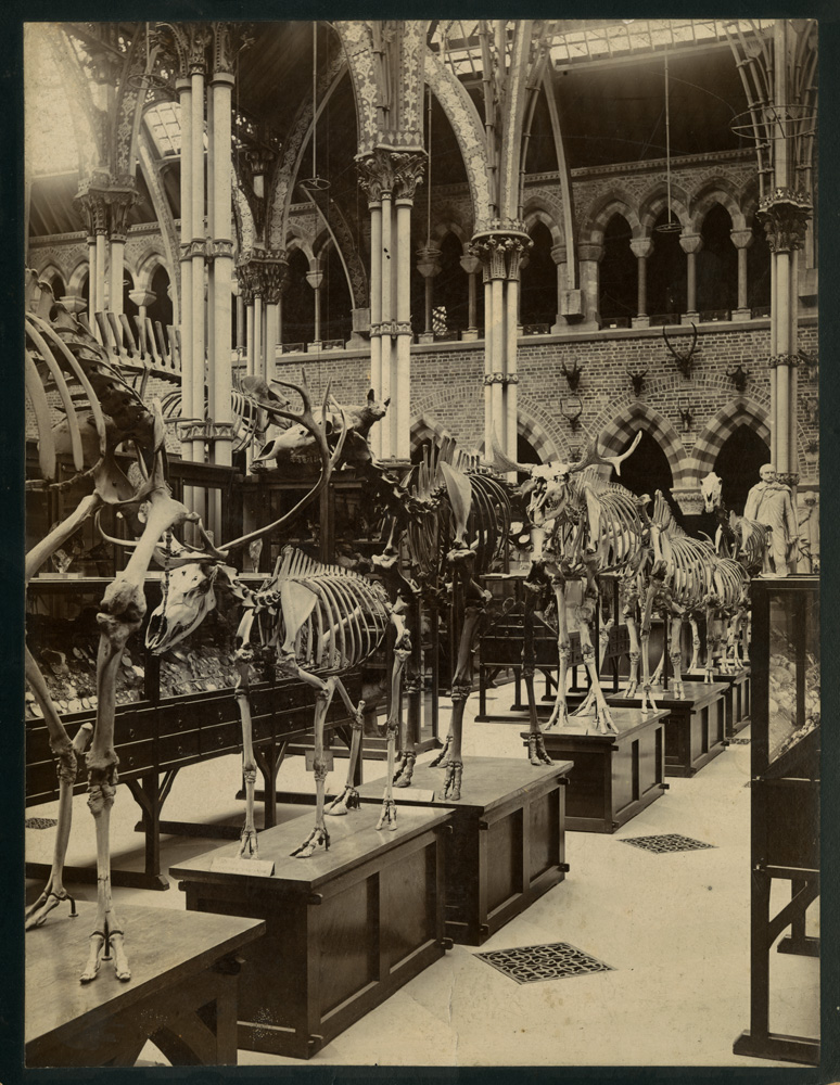 Oxford University Museum of Natural History tweet media