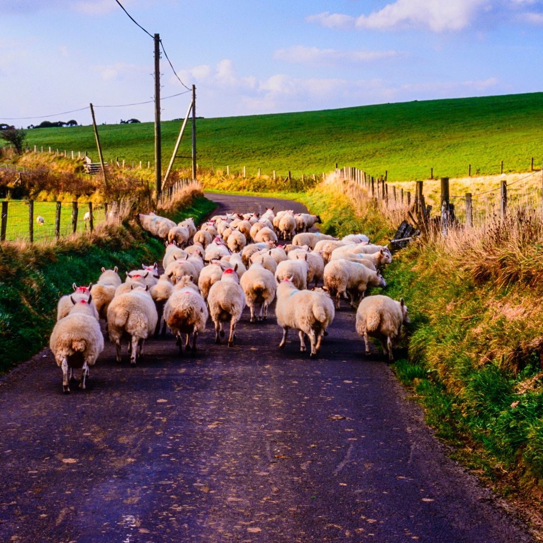 LoveIreland3's tweet photo. Stuck in a sheep traffic jam on the winding roads of Ireland? Don't worry, it's all part of the charm! 🐑✨ Discover more about Ireland's unique and endearing moments by signing up for the Love Ireland newsletter. https://t.co/IxPMf85kv3

#SheepJam #LoveIreland https://t.co/LUkTNkBRK1