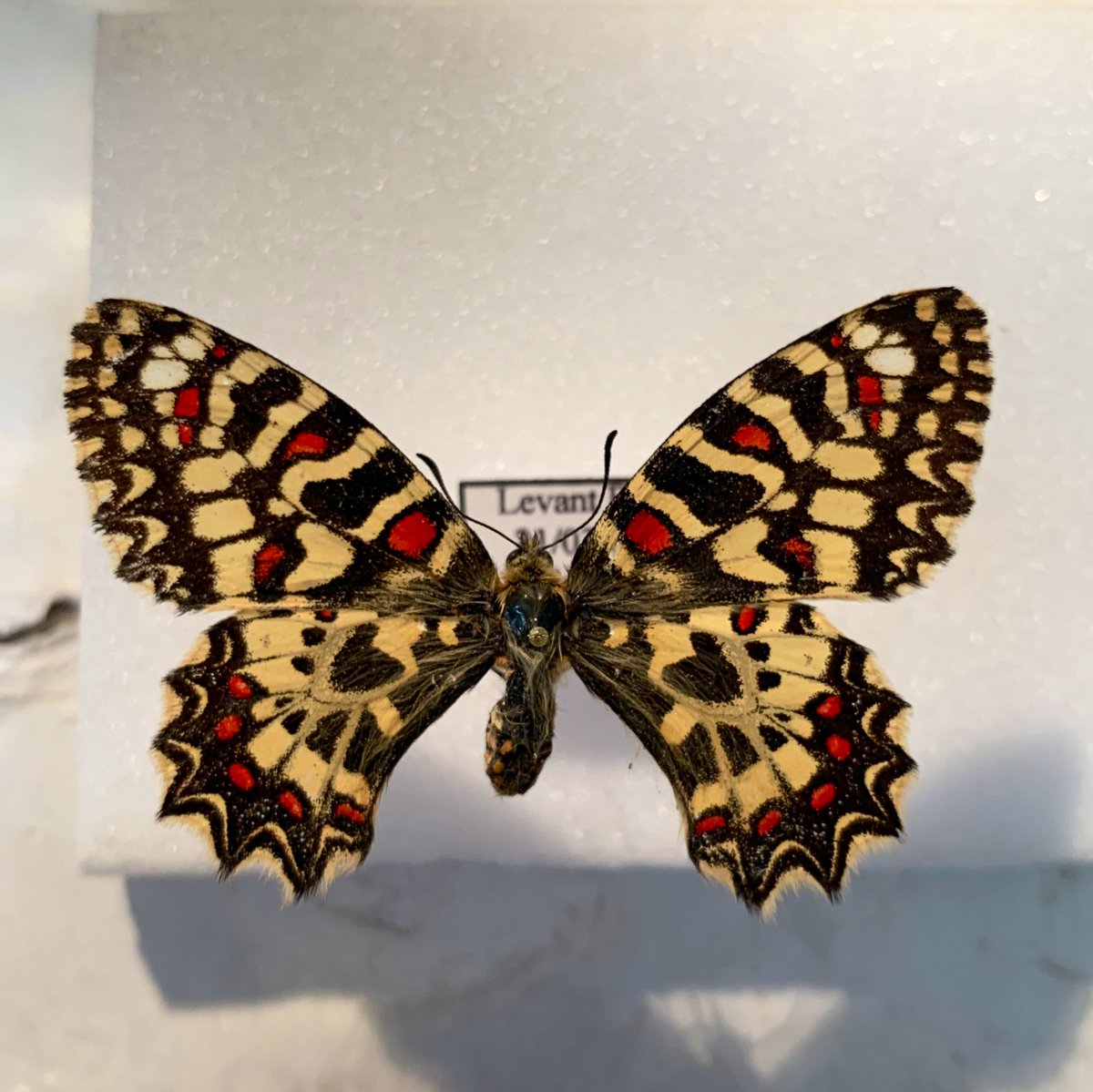 Some more #butterfly wing repairs on this Spanish festoon collected in 2001 #entomology #insectcuration #Gibraltar