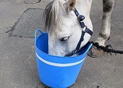 Interested in #EquineDigestionAndNutrition? Apply now to <a href="/EdinburghUni/">The University of Edinburgh</a> <a href="/TheDickVet/">The Royal (Dick) School of Veterinary Studies</a> via our standalone PPD buff.ly/3q3OfyQ or PGCert/PGDip/MSc buff.ly/3QlDUZN routes. #EdinburghOnline #horses #EquineScience
