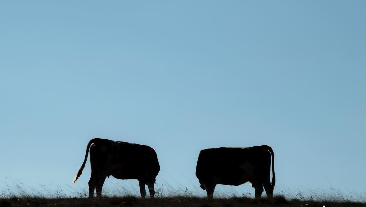 ALlapashtica's tweet image. #morningexercises Kukaj