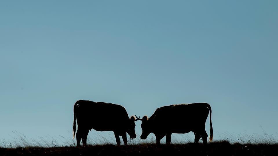 ALlapashtica's tweet image. #morningexercises Kukaj