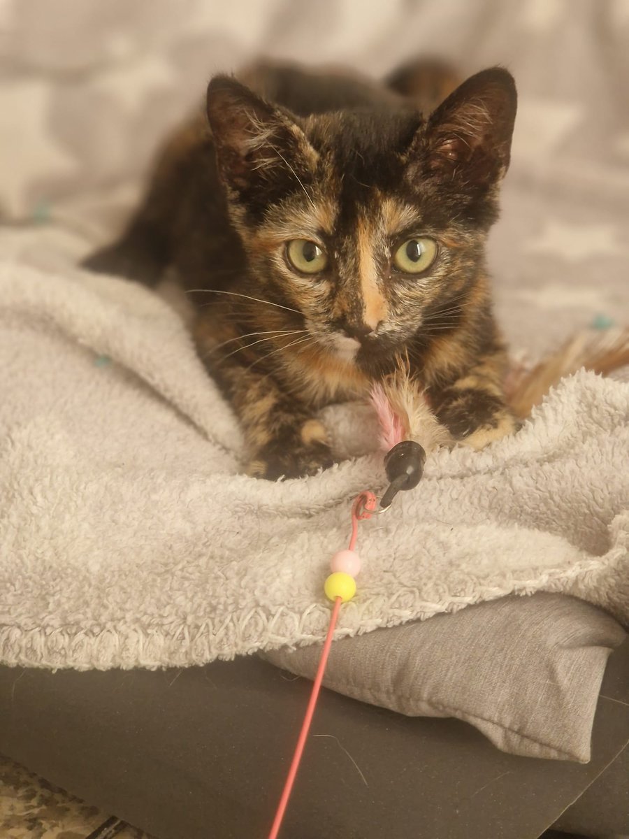 OpenEye95053629's tweet image. #MYA 🌺 
Belleza #CAREY de 2,5 meses , 
preciosa y cariñosa, busca un hogar para llenarlo de amor y de magia  😻✨💕🏡
#Valencia @4catsVLC
☎️ 635 12 78 55 
#Adopta #AdoptaNoCompres