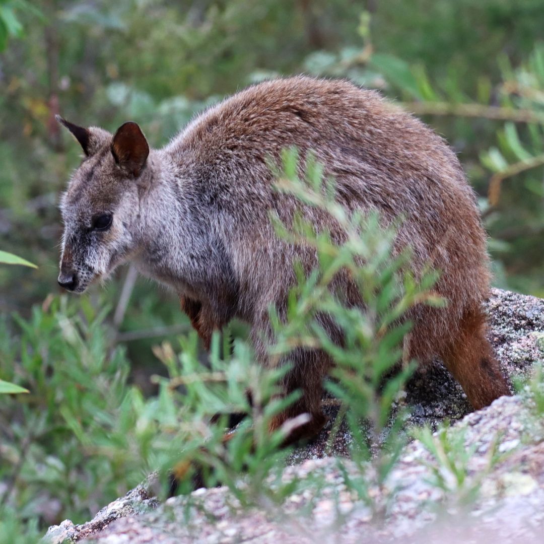 @Wildlifeqld tweet media