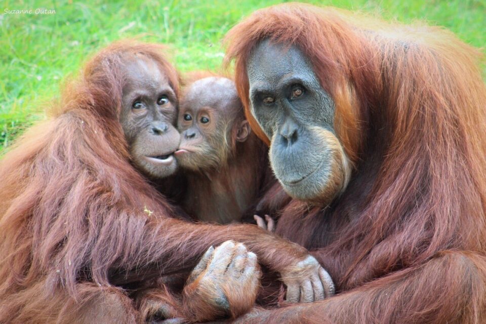 actufr's tweet photo. Le zoo de La Boissière du Doré (#LoireAtlantique) est engagé dans une cinquantaine de programmes européens qui visent à conserver les espèces menacées  🐒
https://t.co/f7lzkVFvzs via @HebdoSevreMaine https://t.co/PmMvqF3h0M