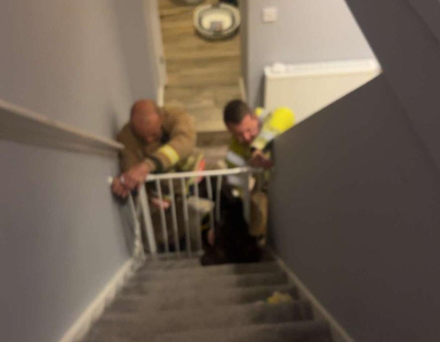 Roscoe was a brave boy for our Firefighters this week after he managed to get his head stuck in a baby gate. 
Our crew from Crook rescued the 10-year-old Staffordshire Bull Terrier just before 5am on Monday.
We’re #NotJustFires and Firefighters are trained for a range of rescues.