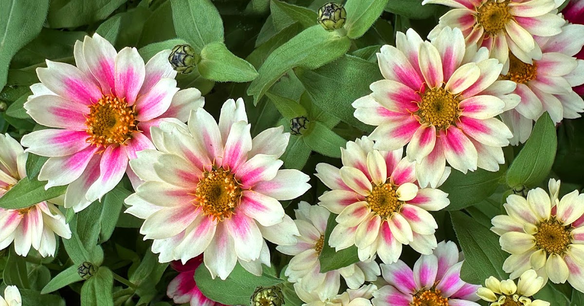 Happy_Flowers9's tweet photo. FFF660 - ZINNIA https://t.co/ABXJNtGBzV https://t.co/hi0zpoRGF4
