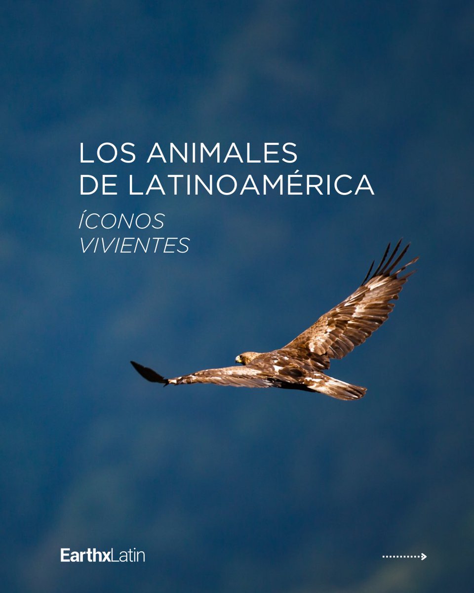 EarthxLatin's tweet photo. Animales simbólicos de diferentes países

Los animales que representan el alma de Latinoamérica 🦙🐸 Del quetzal guatemalteco al tapir de Belice, estos seres encarnan la riqueza natural de nuestros países. ¿Cuántos puedes nombrar? 🌿🔍 https://t.co/1ZFZy3I69X