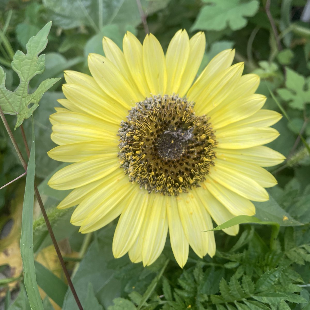 hatchdw's tweet photo. Banana smoothies and watching my sunflowers grow! Perfect morning #MeMoment. https://t.co/a8aU2Wowi2 #NatureBingo https://t.co/ZabYfjlZWz
