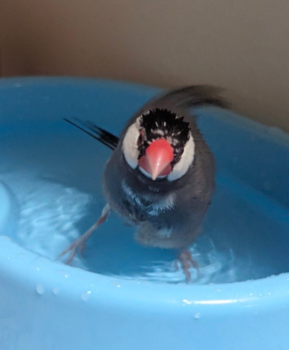 XL文鳥 tweet media