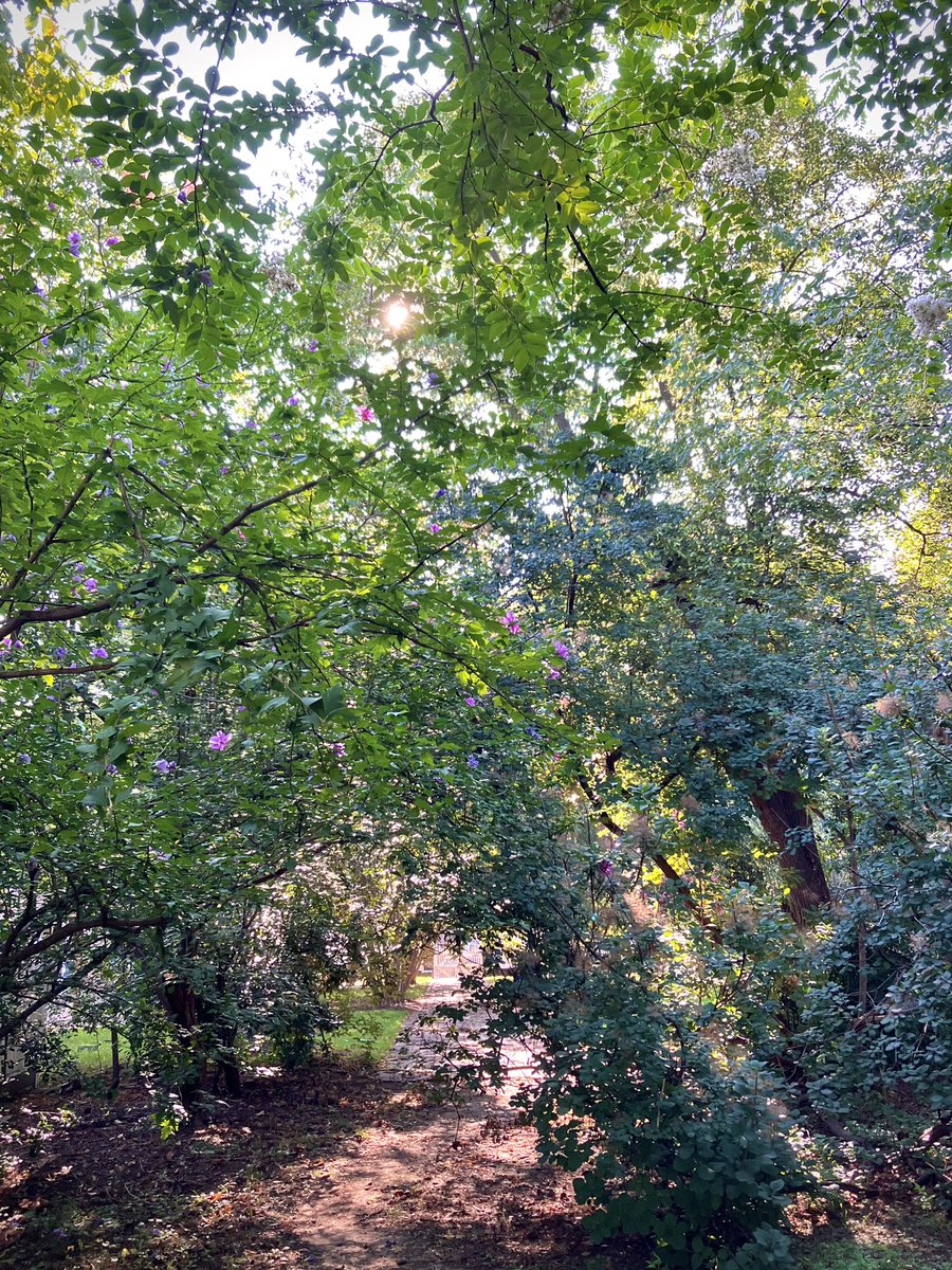 HobanGirl's tweet photo. ...Oh, ye Autumn winds,
What tales of mystery ye tell to me.
Of Time and Death, I hear ye whispering
In every leaf that rustles 'neath my feet.
— Fanny Fielding, ‘Dreaming,’ 1800s
September’s nipping at our heels. #anemones #ChristChurch #pathlesstaken #ColumbusSt #OldTown https://t.co/AJcv0xP0Gp