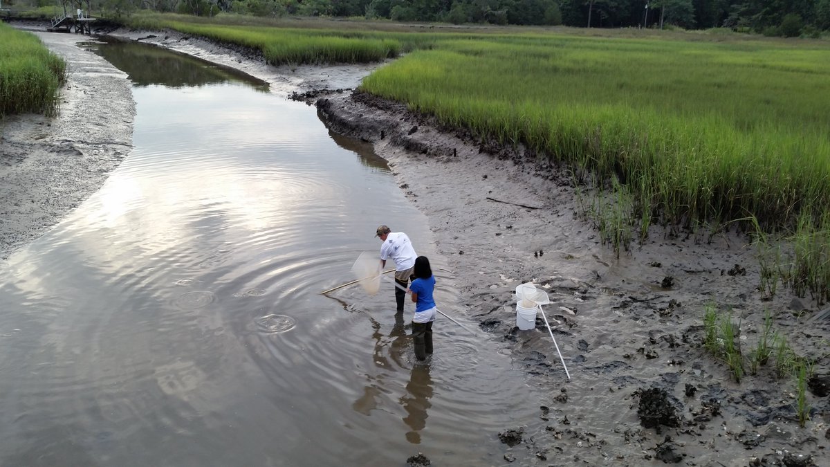 noaacoastalsci's tweet photo. Did you know that our Ecotoxicology program has determined toxicity thresholds for 75 contaminants in estuarine fish and invertebrates, including oil, pesticides, pharmaceuticals, microplastics, and per/polyfluoroalkyl substances (PFAS)? #25YearsofNCCOS
https://t.co/gRbry2uFDf https://t.co/ZcyI89X6bZ