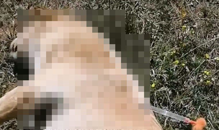 solcugazete's tweet photo. Bolu'da, D-100 karayolu kenarında atıl durumdaki dinlenme tesisinin yanında, vücutlarına iğne saplanmış 3 ölü köpek bulundu. https://t.co/FkQtY506dP