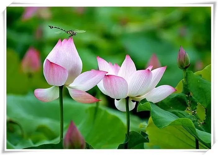 人生漫漫浅浅行，
烟火淡淡共清欢。