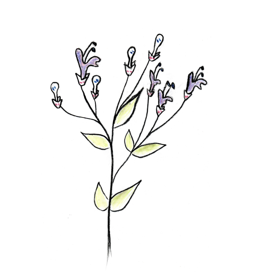 Fisher's automatic advantage of self-#fertilization doesn't apply in cleistogamous species

New #AJB research by Pierre-Olivier Cheptou

doi.org/10.1002/ajb2.1… #botany #pollen #cleistogamy <a href="/wileyplantsci/">Wiley Plant Science</a>