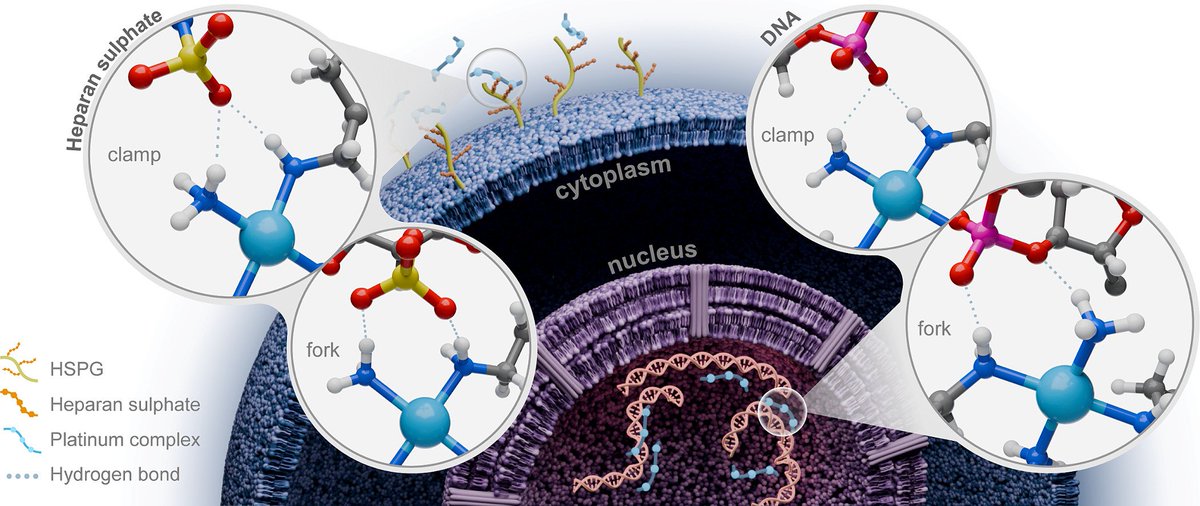 NEQC (@neqc_ufjf) on Twitter photo How beautiful it is! Great work from my student <a href="/fred4h/">Frederico Henrique</a> and Nick Farrell (<a href="/VCUChemistry/">VCU Chemistry</a>) on International Journal of Biological Macromolecules <a href="/ElsevierConnect/">Elsevier</a>.
Please, check it out!
sciencedirect.com/science/articl… How beautiful it is! Great work from my student <a href="/fred4h/">Frederico Henrique</a> and Nick Farrell (<a href="/VCUChemistry/">VCU Chemistry</a>) on International Journal of Biological Macromolecules <a href="/ElsevierConnect/">Elsevier</a>.
Please, check it out!
sciencedirect.com/science/articl…
