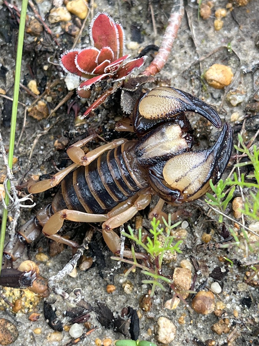 iNaturalist tweet media