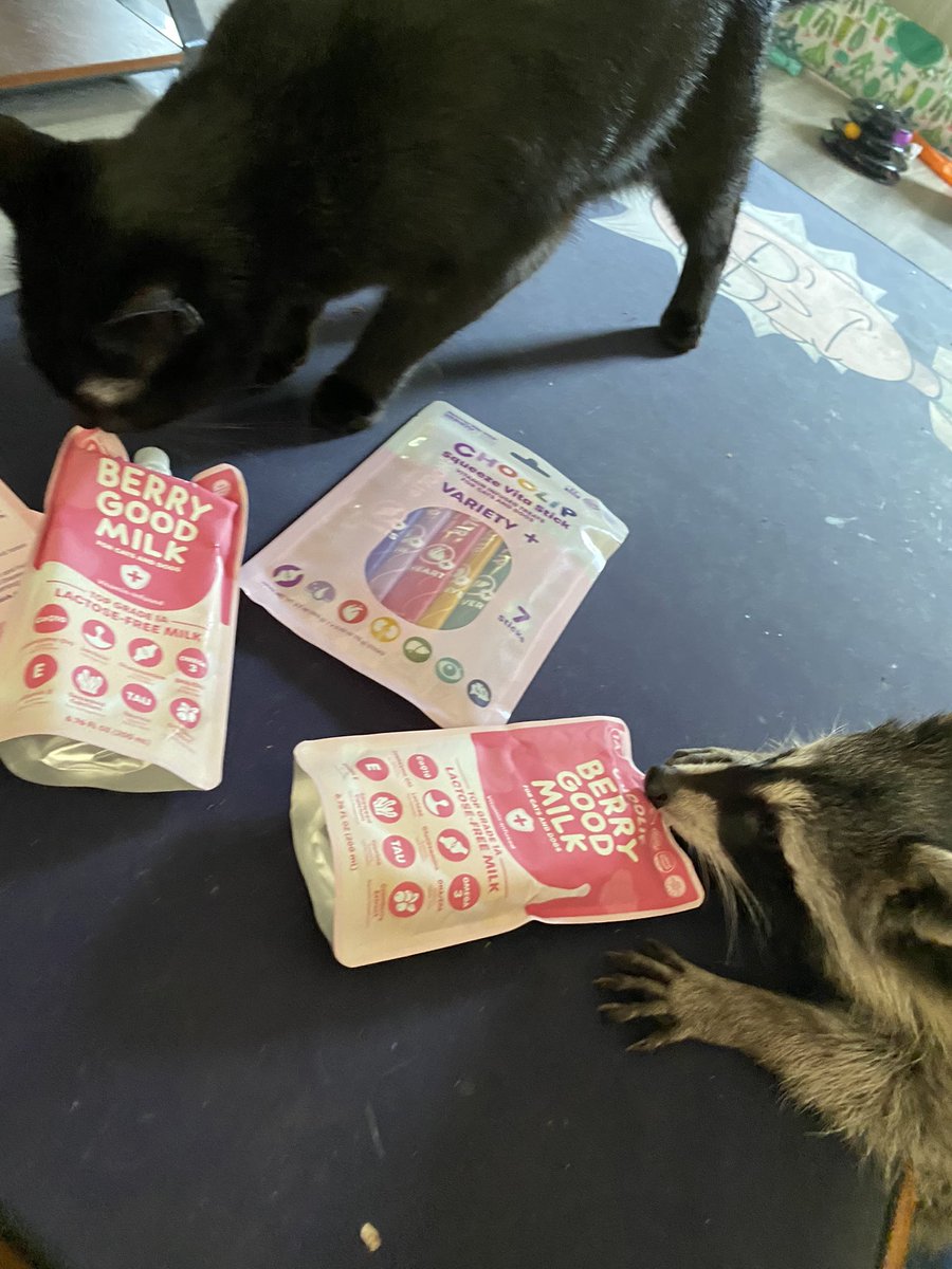bubba looks paw-sitively perturbed that i tried to take off with his <a href="/Choolipets/">Choolip (Official)</a> milk! 😂 it was just too good to let him have it all. 
thank you, chooli pets for sending us the purrific treat! 🩷🫶🏻
you can get your own through our link here:
linkpop.com/thepurrifictrio