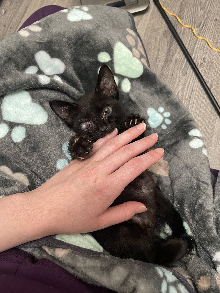 feederofcats's tweet photo. the last couple weeks have been very expensive for the rescue - several extensive dentals, many spays and neuters, sick kittens, lots of hungry cats to feed. if you can spare it, please consider donating even $5 to our efforts 🩷 thank you for the support

https://t.co/LdiZmTwWN7 https://t.co/oxiCWnnnoj