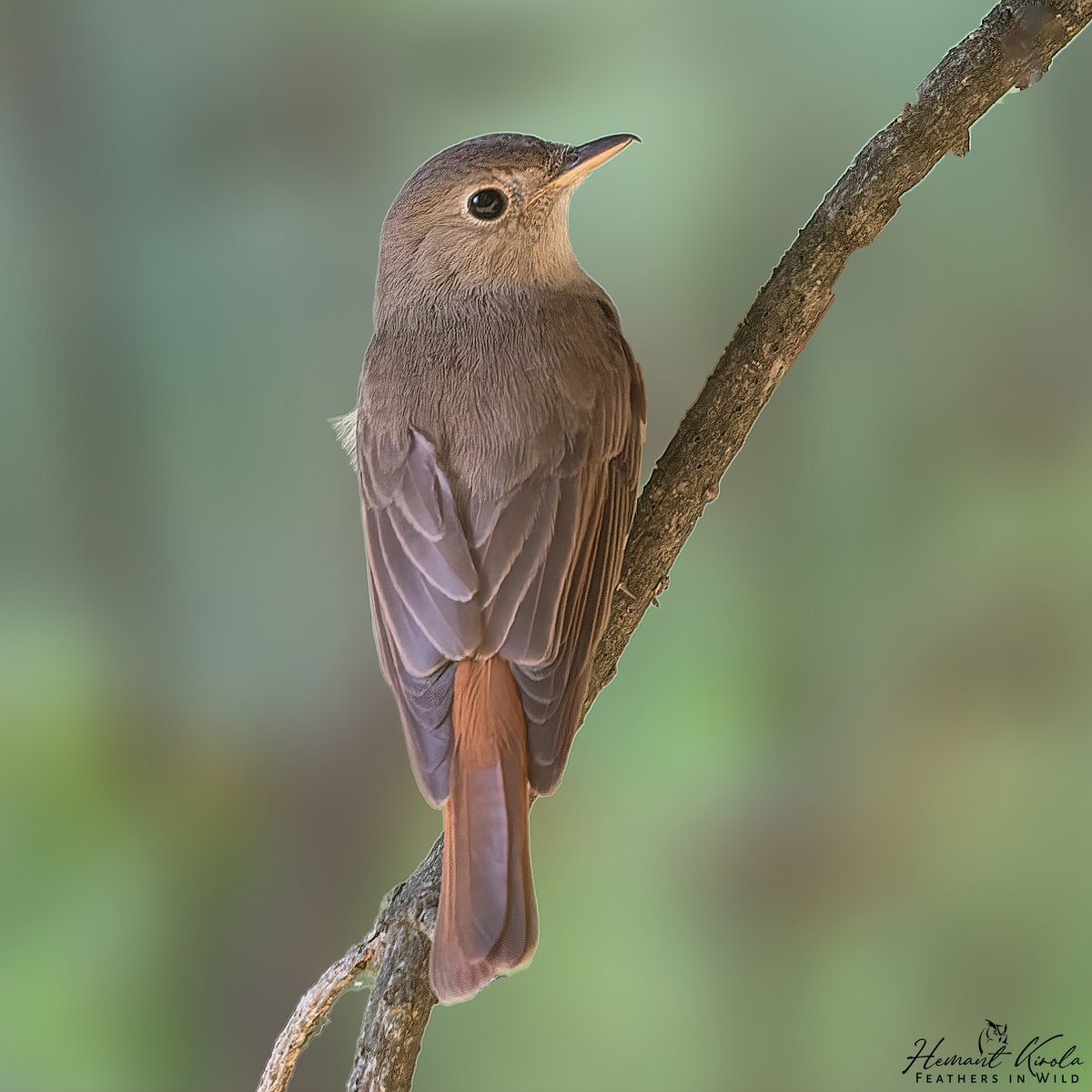 kirola_hemant's tweet photo. #LearningWhileSharing
More than 350 flycatchers species found in the World. Let's fill the X with flycatchers species... Let's see how much we get today.
Rusty-tailed Flycatcher
#IndiAves #NatGeoIndia #Flycatchers https://t.co/zzRNlcmWd9