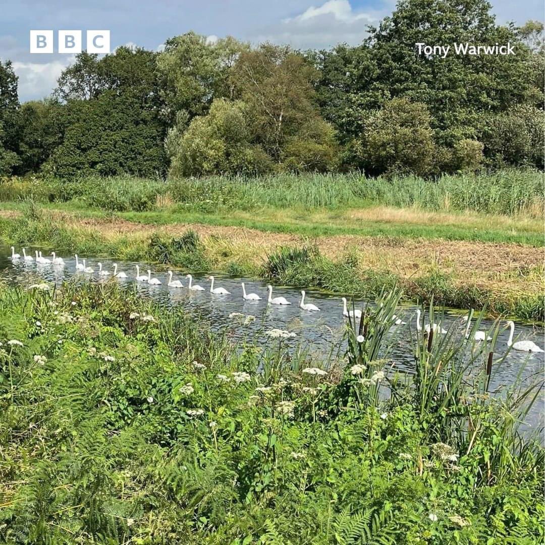 Seen this morning on the Somerset Levels, 22 swans in line astern