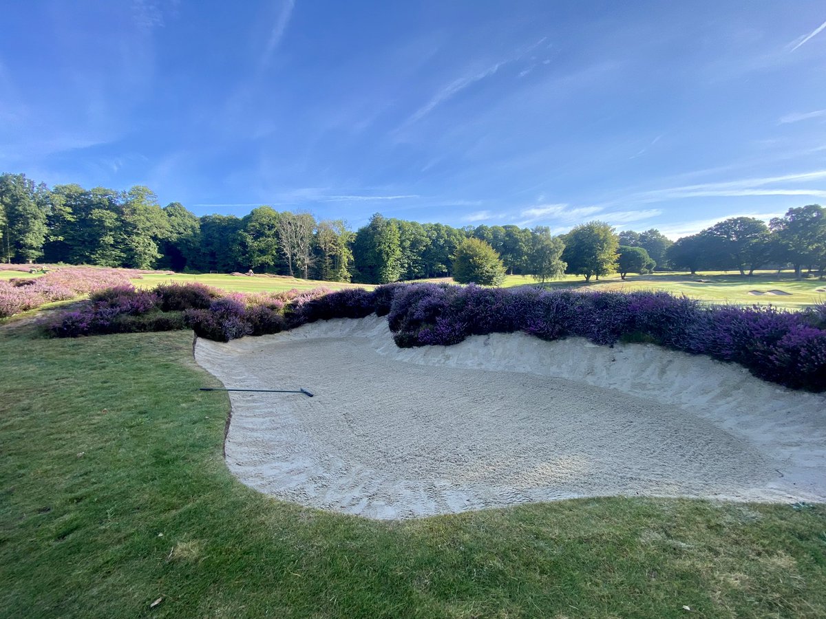 plestee's tweet image. Phone cameras just don’t do the colour of the heather flower this year justice. Simply stunning @StonehamGC 🌸