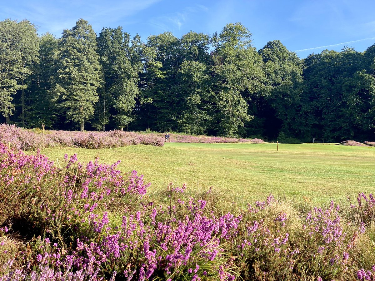 plestee's tweet image. Phone cameras just don’t do the colour of the heather flower this year justice. Simply stunning @StonehamGC 🌸