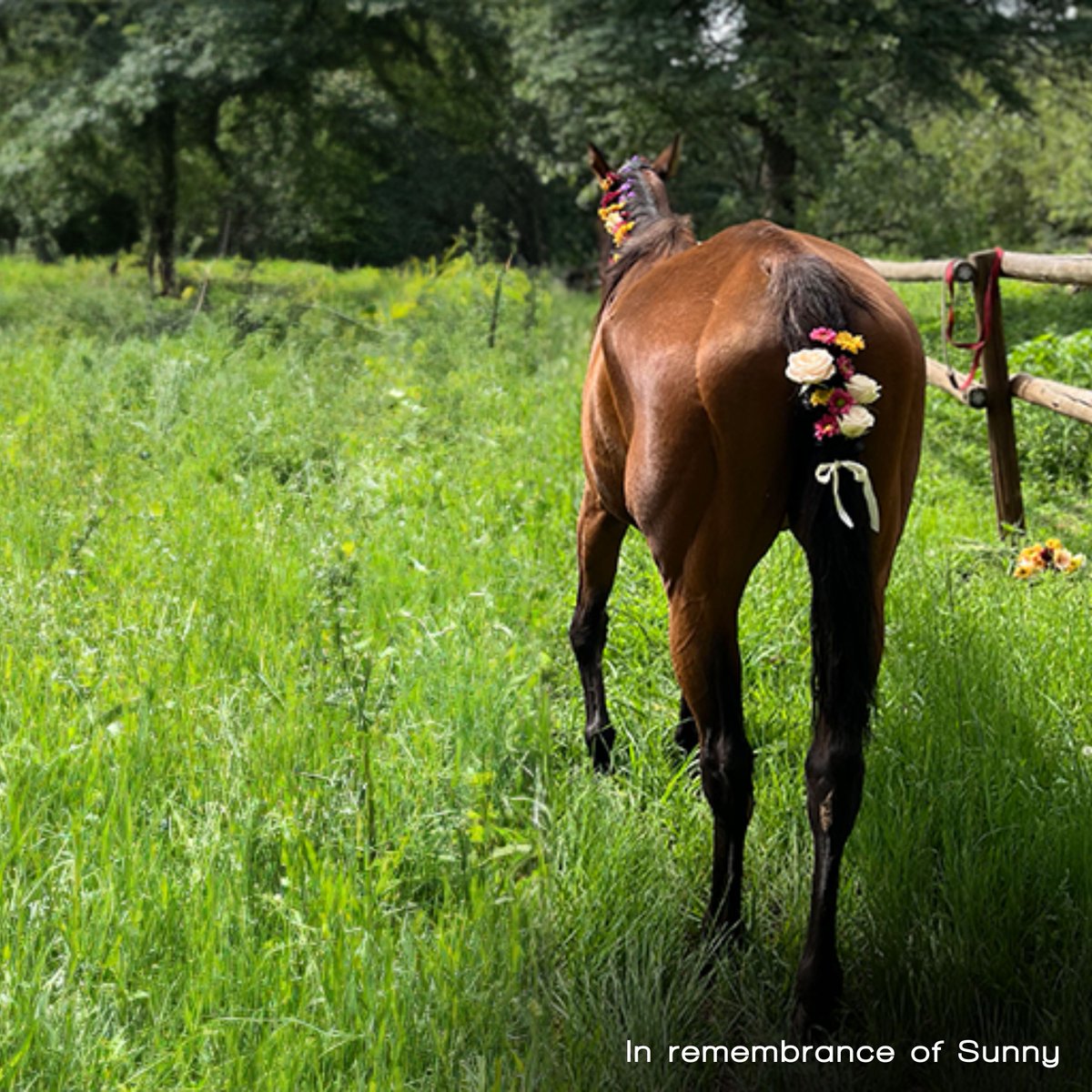 While euthanasia is one of the hardest things we need to deal with as Vetrehabbers, the process of saying goodbye can be a blessing to us and our clients.

Read more here 
onlinepethealth.com/death-with-dig…