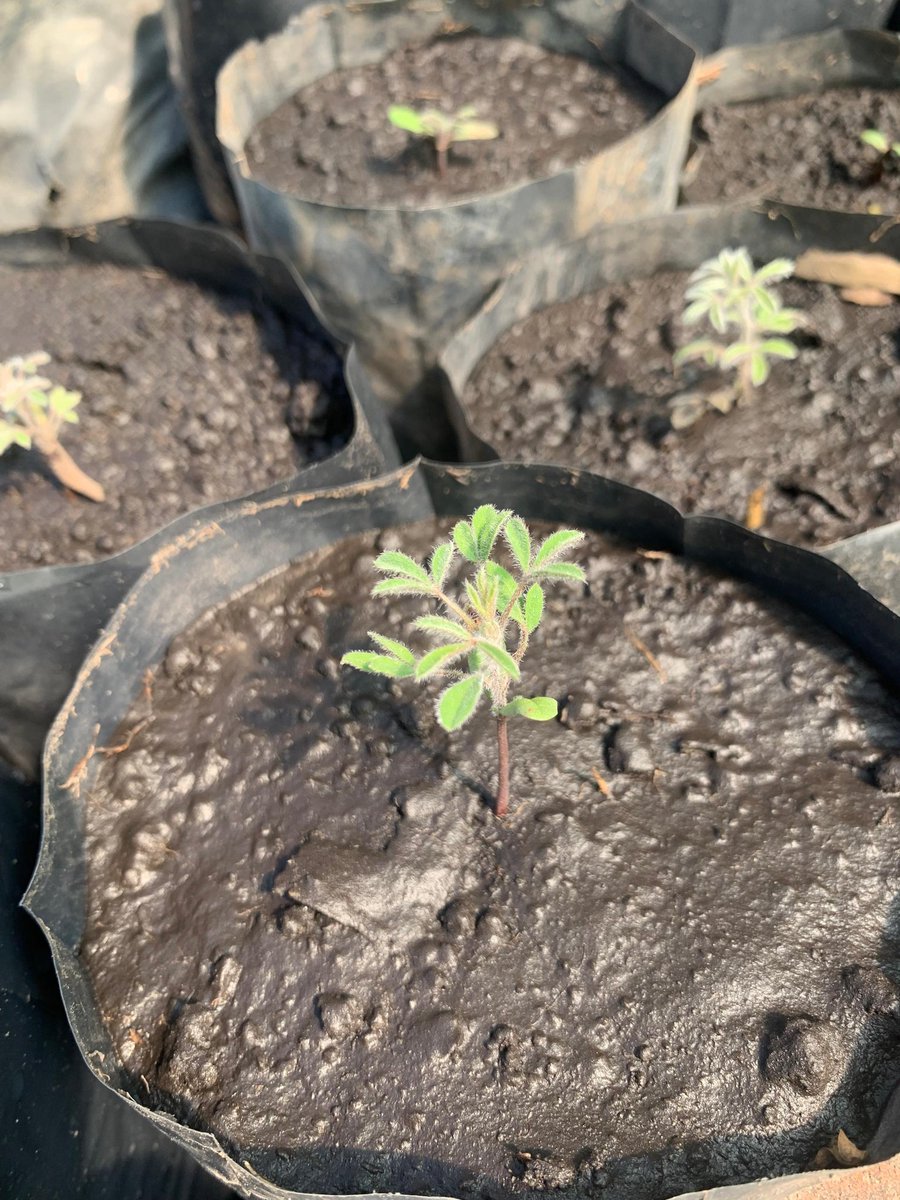 Kariks Meats and Farm tweet media