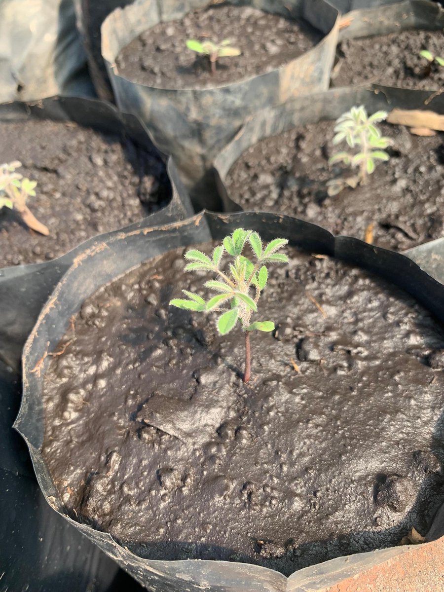 Kariks Meats and Farm tweet media