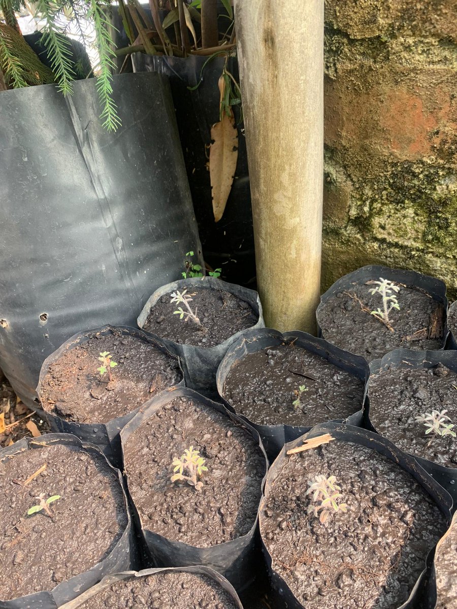 Kariks Meats and Farm tweet media