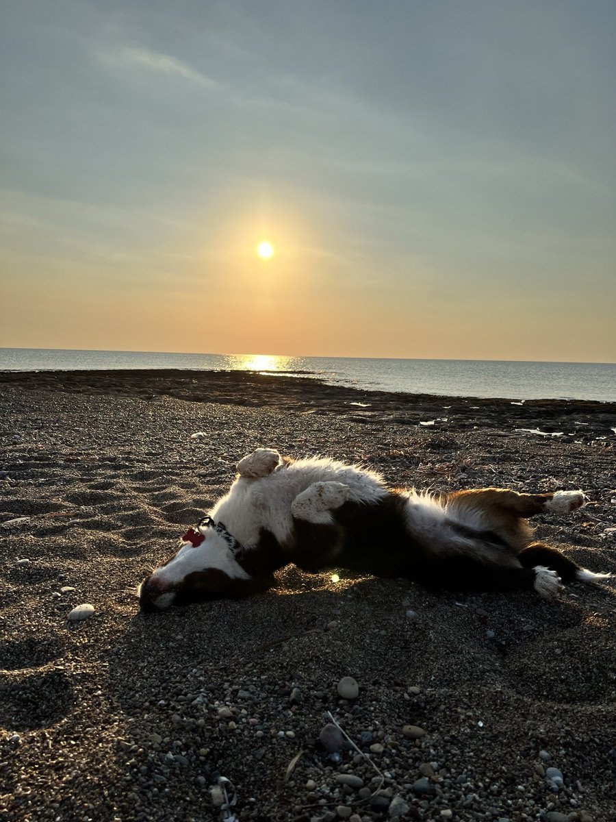 Вот вам еще песьи фотки!