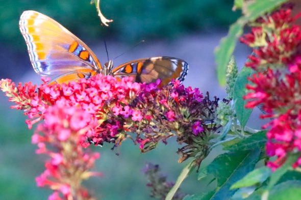 alliemcrowe's tweet image. Butterfly playing peekaboo #InsectThursday #August15 #SummerVibes2024