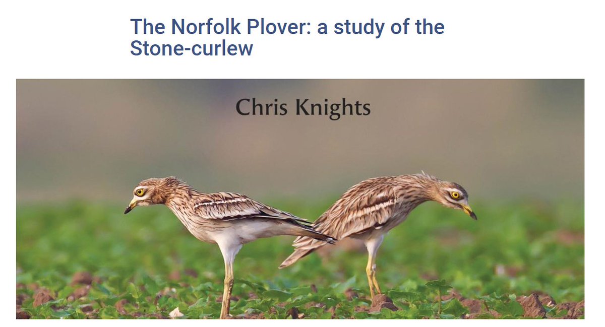 Book review: The Norfolk Plover: a study of the Stone-curlew by Chris Knights with a foreword by @themarshtit britishbirds.co.uk/journal/articl…