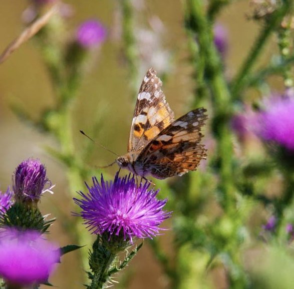 prairieguy2016's tweet image. Pollinatorpalooza! An old &amp;amp; weathered Painted Lady butterfly. #butterfly #pollinator #montana #prairie