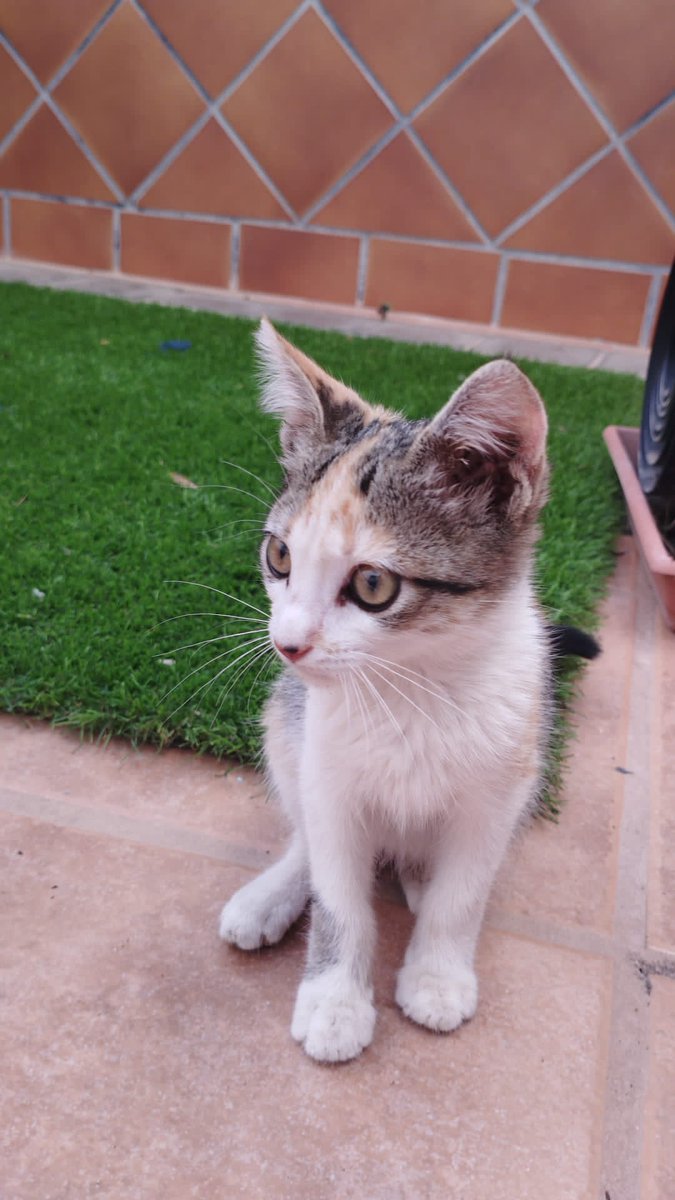 ArcadelTorcal's tweet image. ROMA, gatita hembra de unos 50 días, que está buscando un hogar.
Queremos para ella una familia que la cuide y respete. Se entrega con cuestionario, contrato de adopción con compromiso de castración y todo el protocolo asociado.
CONTACTO: Arca del Torcal móvil 637 17 60 58