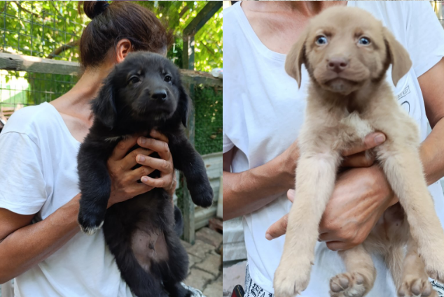 Barınaktan çıkartılmış renk renk 23 tane yavru.

Hepsi yuvalarını arıyorlar çok acil bir şekilde. 

Siz alamıyorsanız bile LÜTFEN AMA LÜTFEN paylaşın. Mutlaka alabilecek kişilerin önüne düşecektir <3