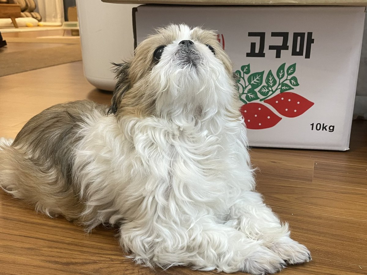 사랑하는 고구마 박스 앞에서...